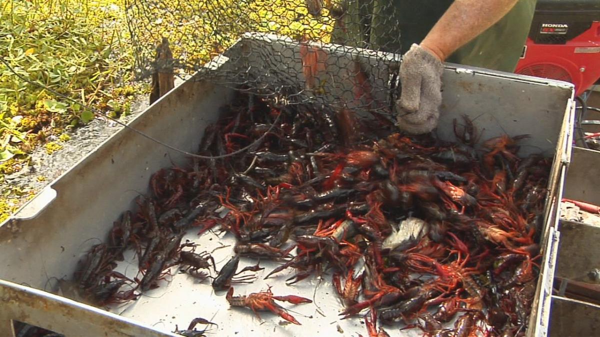 Acadia Parish Sheriff offers cash rewards to stop crawfish thefts