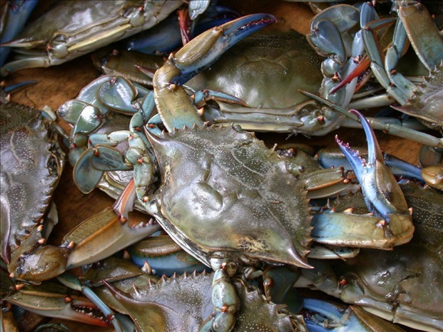 New 30-day closed crab season begins Monday