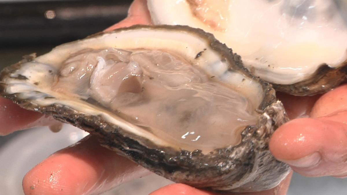 From restaurants to reefs: recycling discarded oyster shells