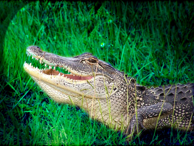 2 cited for alleged alligator hunting violations