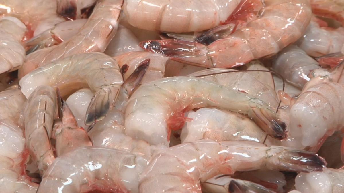 Louisiana's fall shrimp seasons open Aug. 15, Aug. 22