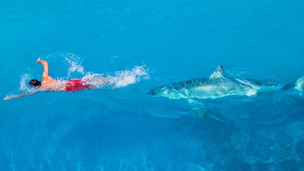 2015 sets record for most shark attacks, with 98 worldwide