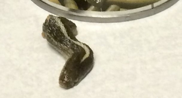 Utah woman says she found a snake head in canned green beans