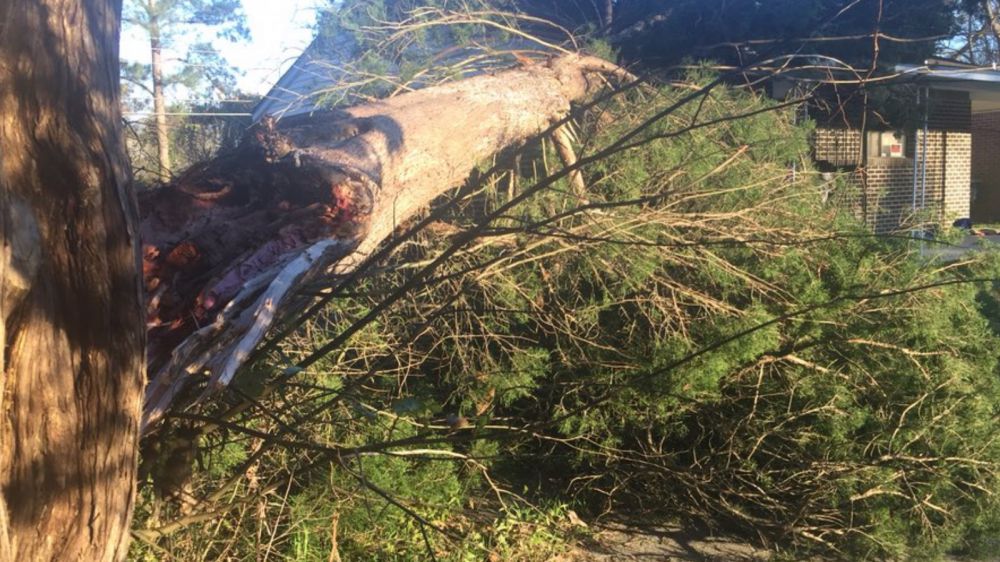 During wind advisory, tree toppled onto house