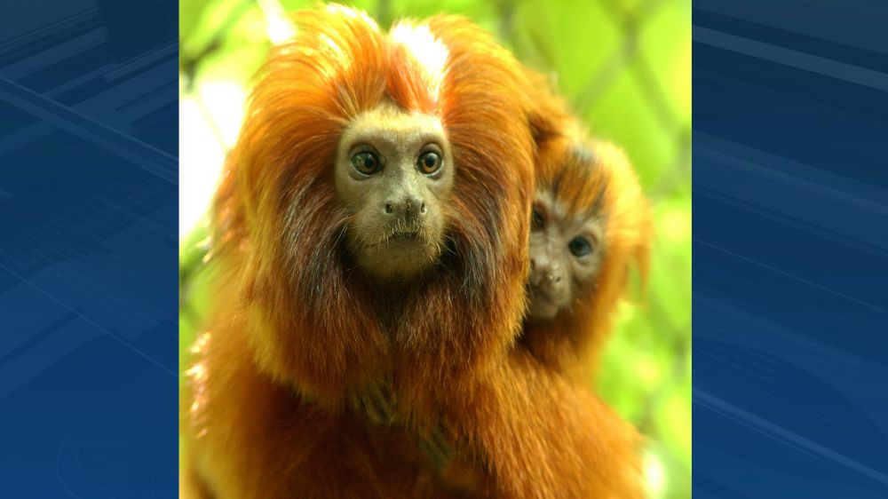 UPDATE: Endangered baby monkey born at zoo dies
