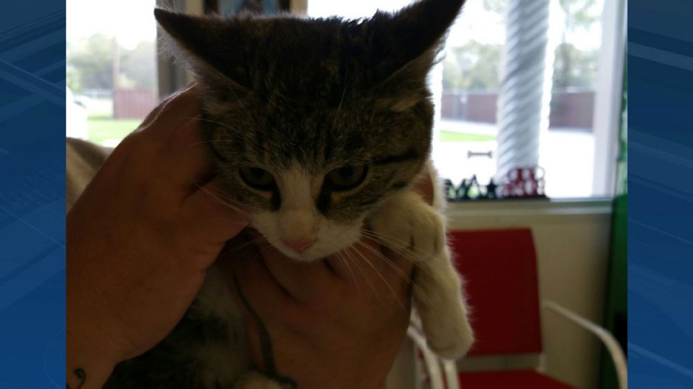 Men accused of tossing kittens arrested for animal cruelty