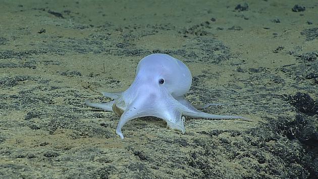 Scientists: Possible new octopus species found near Hawaii