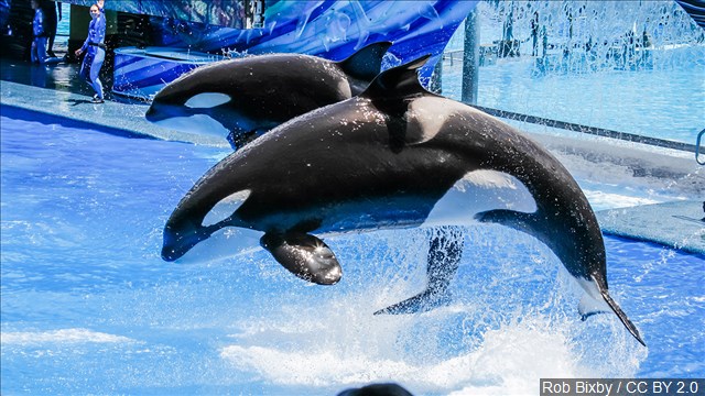 With orca changes, SeaWorld must live without iconic Shamu