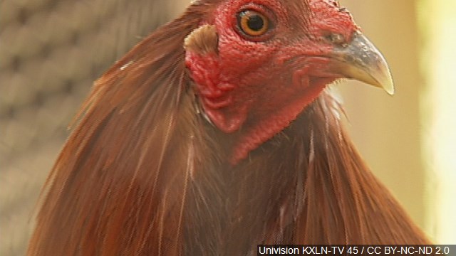 Cockfighting could be a felony in home of fighting Gamecocks
