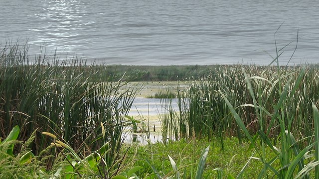 High court sympathetic to property owners in wetlands case