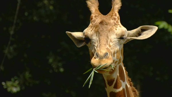 Two giraffes died at Baton Rouge Zoo Saturday