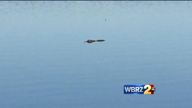 LWF trying to catch elusive 'gator some residents say is too close to home
