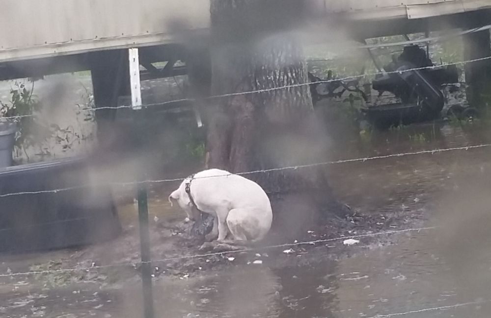 Pit bull chained to tree in rising flood water causes social media stir