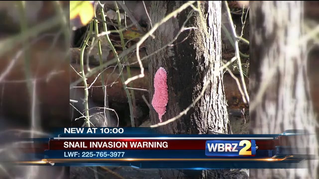 LWF issues warning about invasive snail species