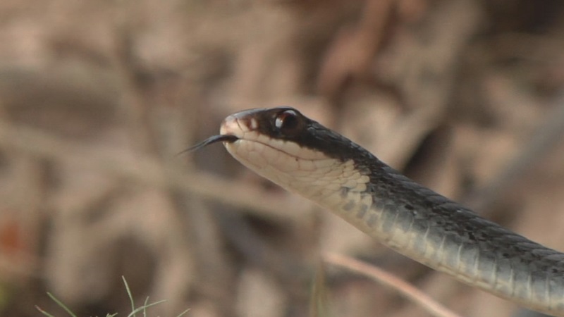 Snakes out and about after flooding