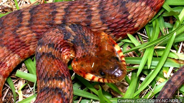 Snake fungal disease found in Louisiana for 1st time