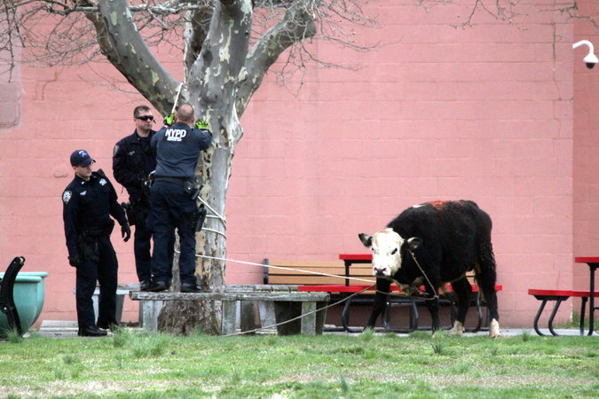 Runaway bull caught at NY college, then saved by Jon Stewart