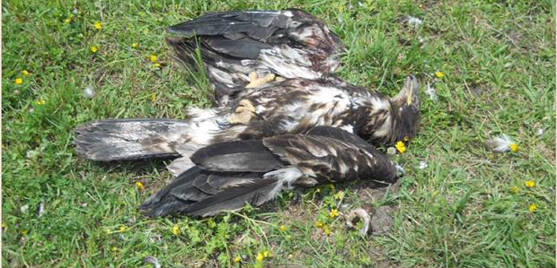 Deputies seeking info on eagle shot in Pointe Coupee