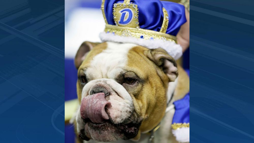 Rescue pup Vincent crowned 'Beautiful Bulldog' in Iowa