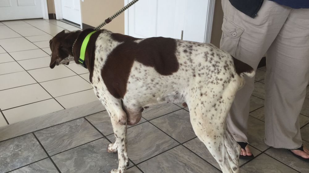 Missing dog to return home after 10 years