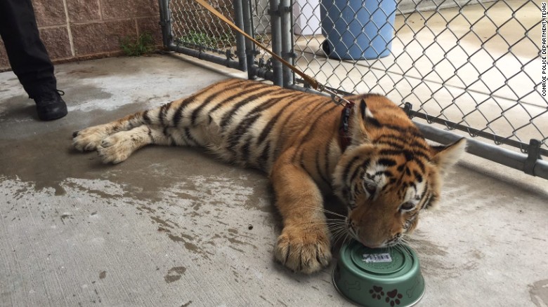 Tiger wearing collar with leash caught in South Texas city