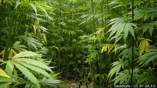 Industrial hemp pilot program backed by House lawmakers