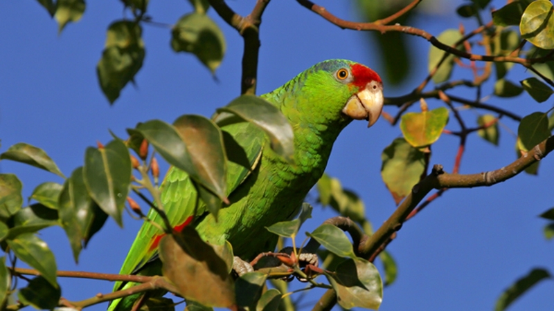 Parrot species in US cities may rival that in native Mexico