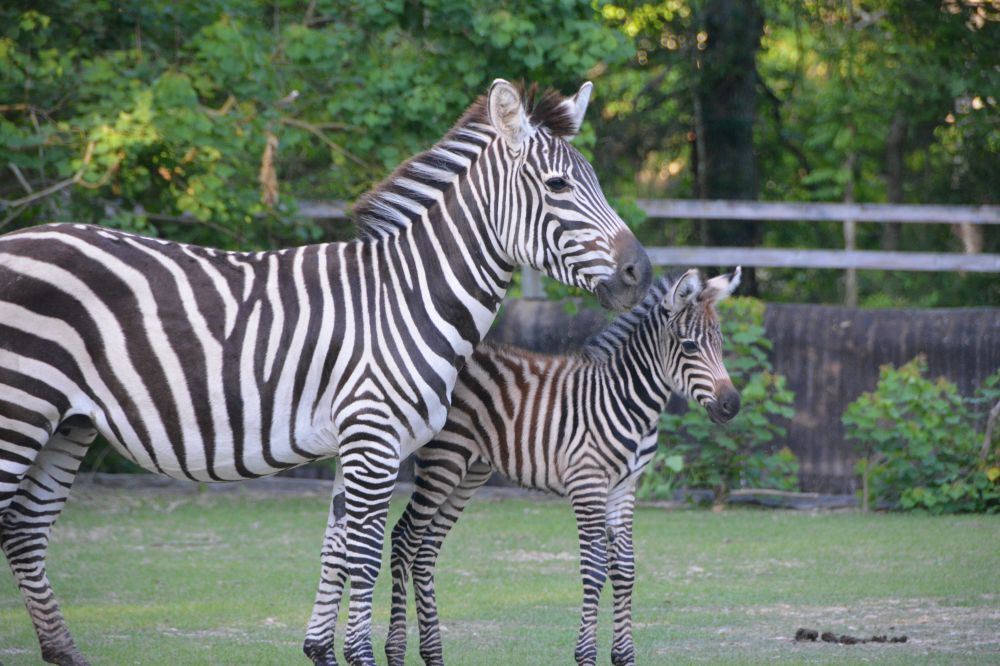 Baby zebra born at BR zoo