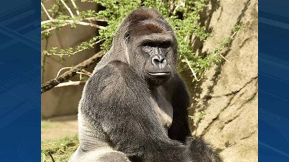 Cincinnati Zoo gorilla killed after 4-year-old falls into exhibit