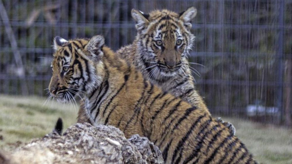 Final necropsy results for BREC zoo's Malayan tiger released