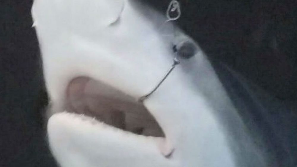 Bull shark caught in Lake Pontchartrain