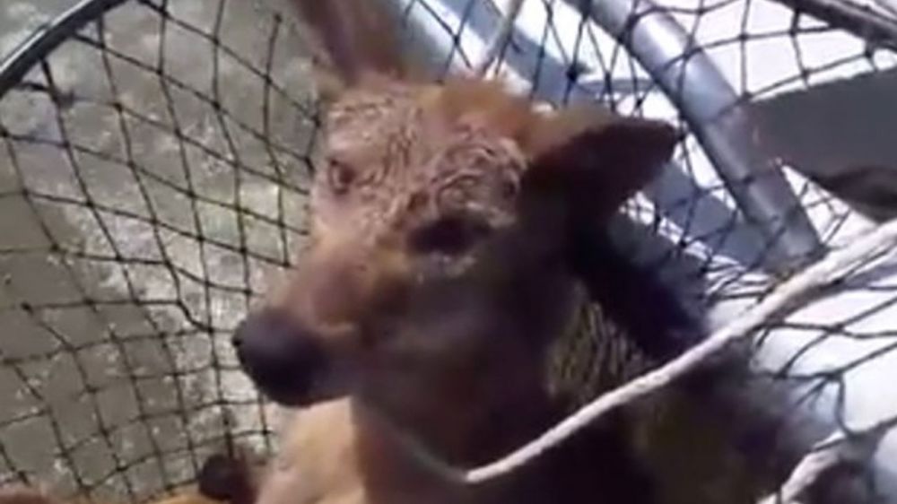 Family pulls coyote from Lake Pontchartrain