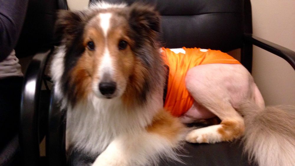 Oregon collie saved by sharp-eyed vet intern