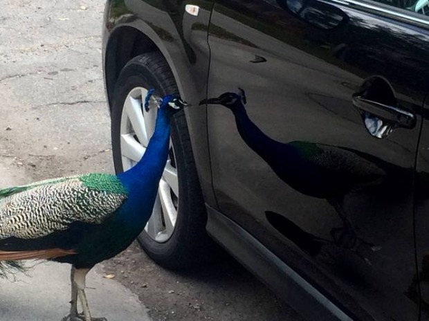 Seeking sanctuary status to protect a neighborhood peacock