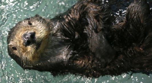 Audubon Zoo, Aquarium to celebrate World Otter Day