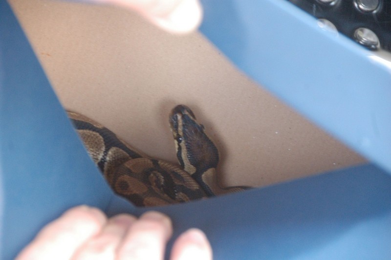 Python on the lam: Snake cuts class after show-and-tell