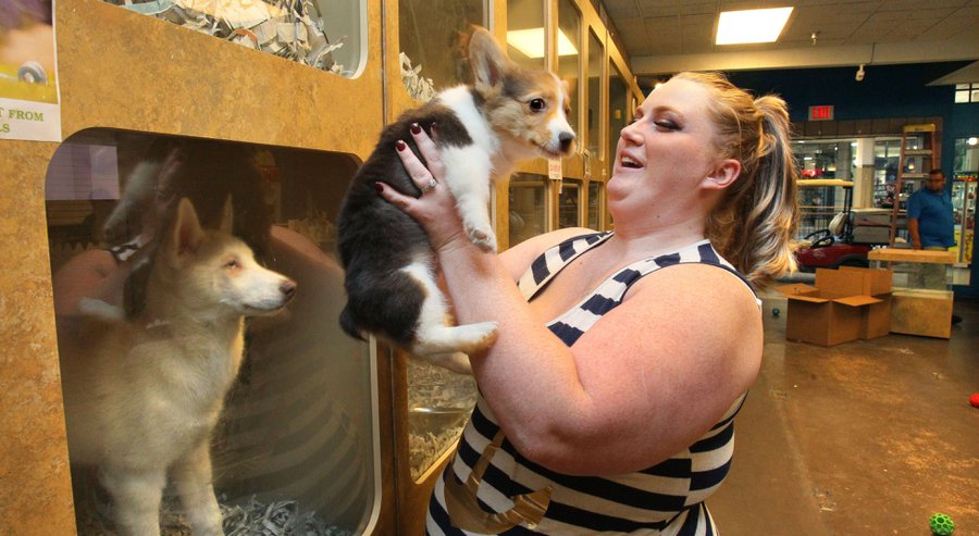 Bill to require pet store record-keeping nears final passage