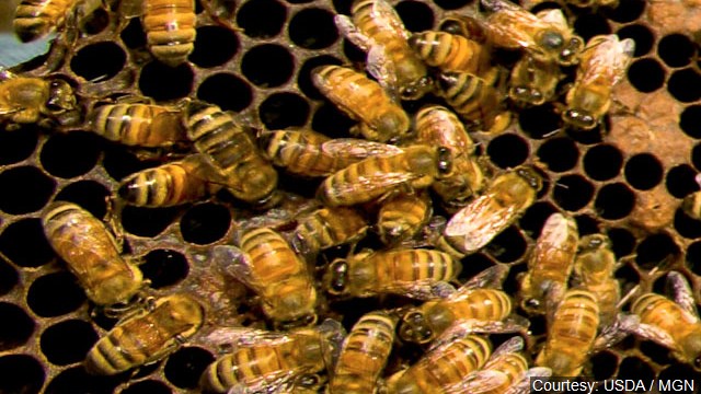 Louisiana man dies after 1,000 bee stings in Arizona park