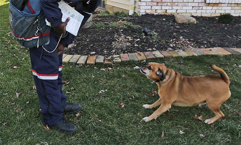 Baton Rouge letter carrier dog attacks up 100 percent