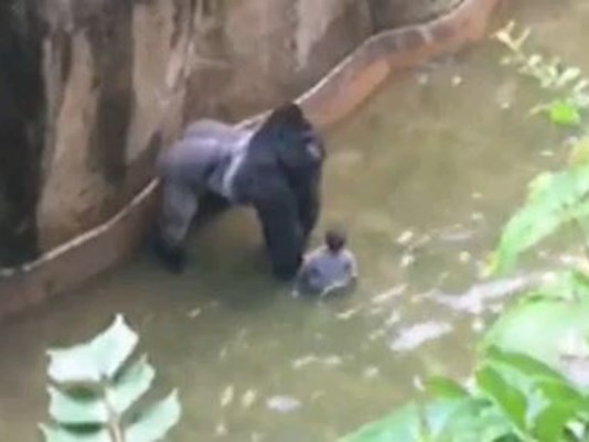 Petition wants parents charged after gorilla's death