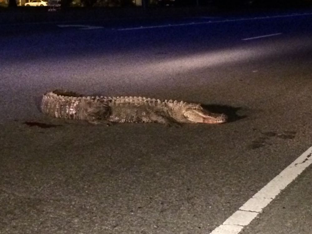 Ambulance hits alligator on Scenic Highway
