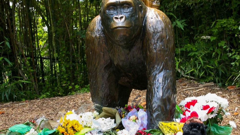 Family of toddler who fell into gorilla enclosure thanks zookeepers