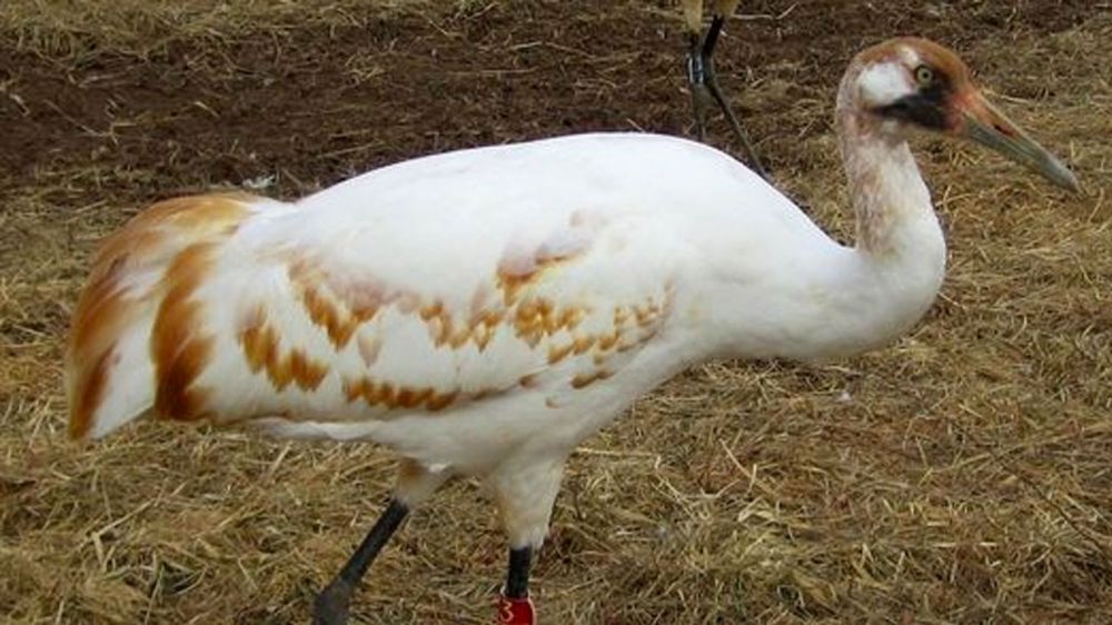 Two whooping cranes killed, reward being offered