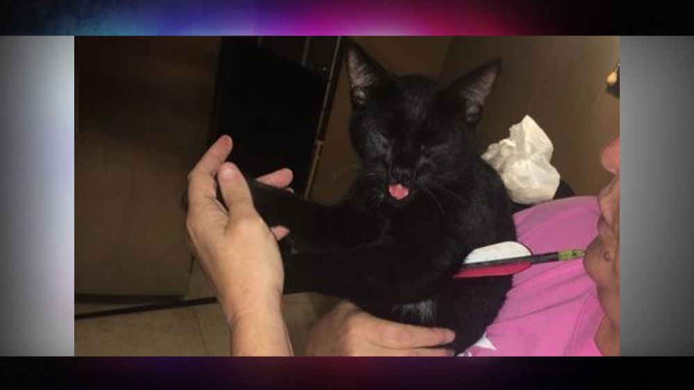 1 arrested after kitten shot with arrow