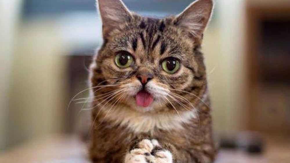 Pets in 70805 zip code can get free vaccinations this weekend