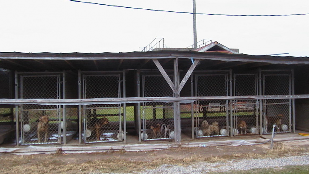 New law provides for more animal shelter oversight