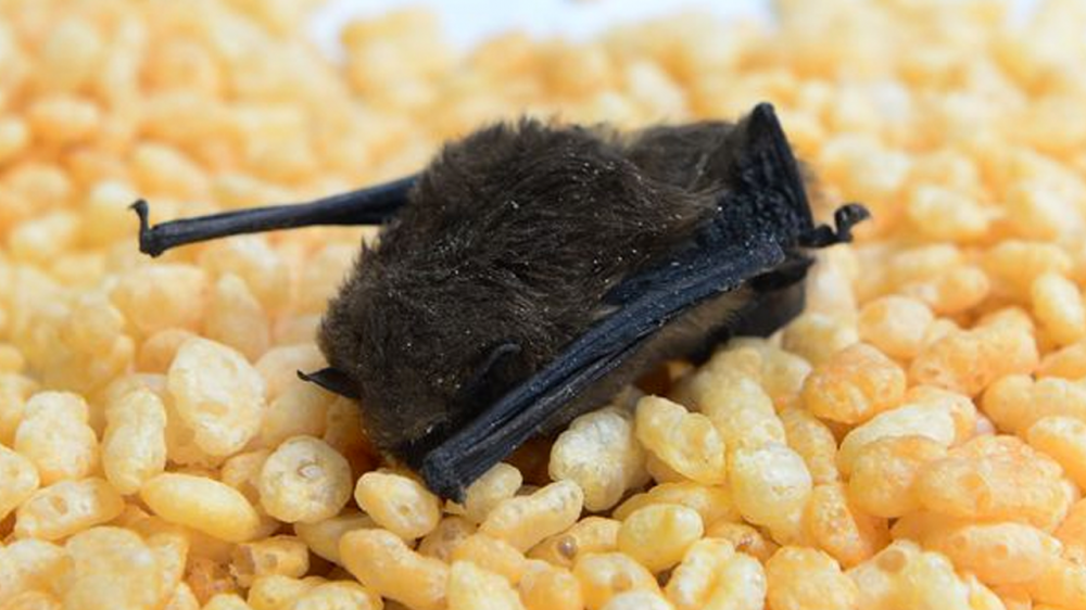 Family offered free box of cereal after teen finds dead bat in Rice Krispies