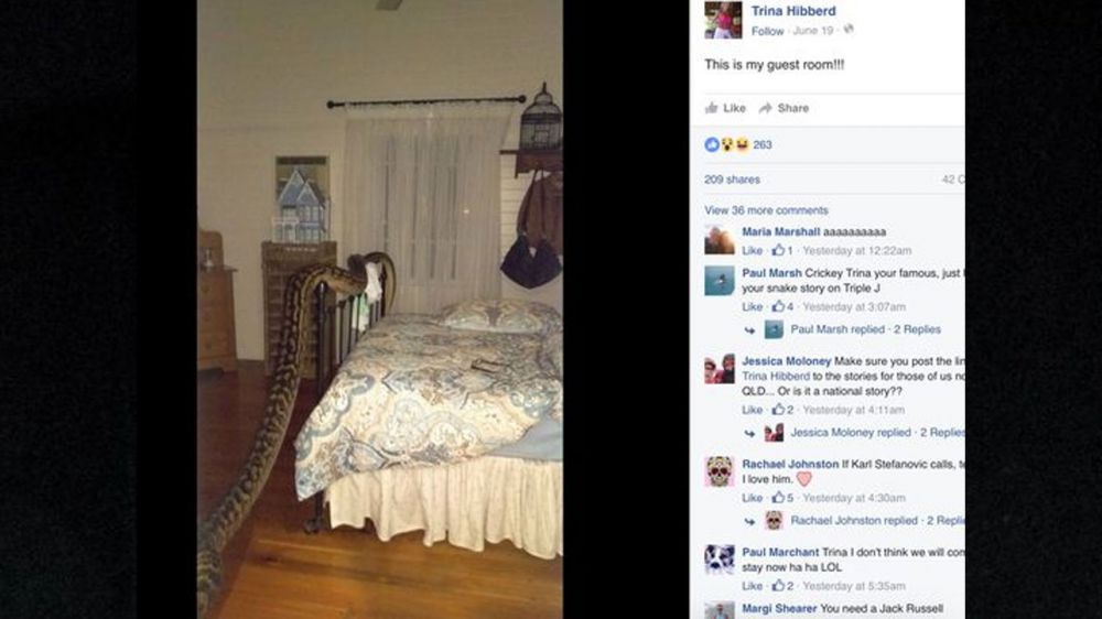 Aussie woman wakes up to 17-foot python in bedroom