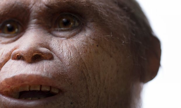 New fossils push 'hobbit' story back to 700,000 years ago