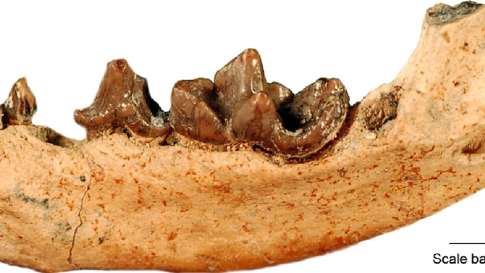 Extinct otter species named after Grateful Dead guitarist